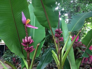 Purple ornamental bananas at Wildane. 