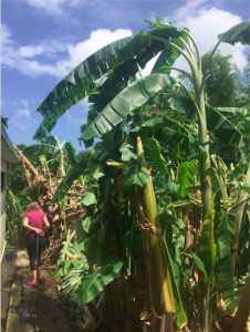 Esther walking amongst banana plants damaged from wind storm.