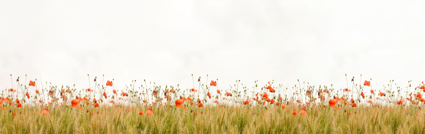 poppy field