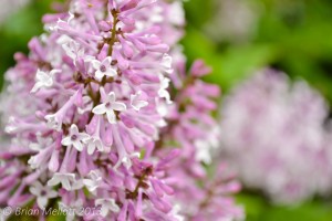 Lilac Blossoms