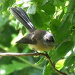 Fantail #3