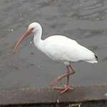 Ibis