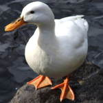 White Duck