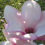 Japanese Magnolia Flower