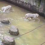 White Tigers