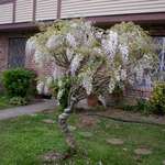 Wisteria Tree