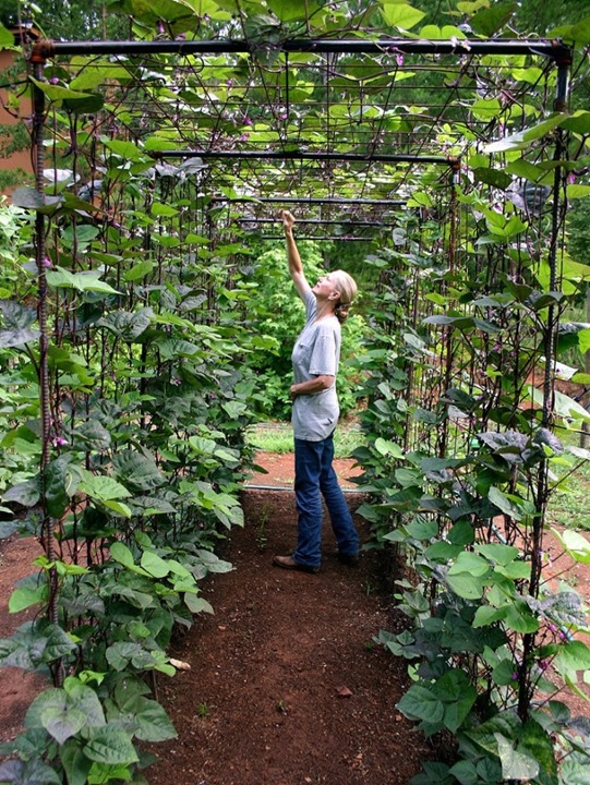 green bean trellis