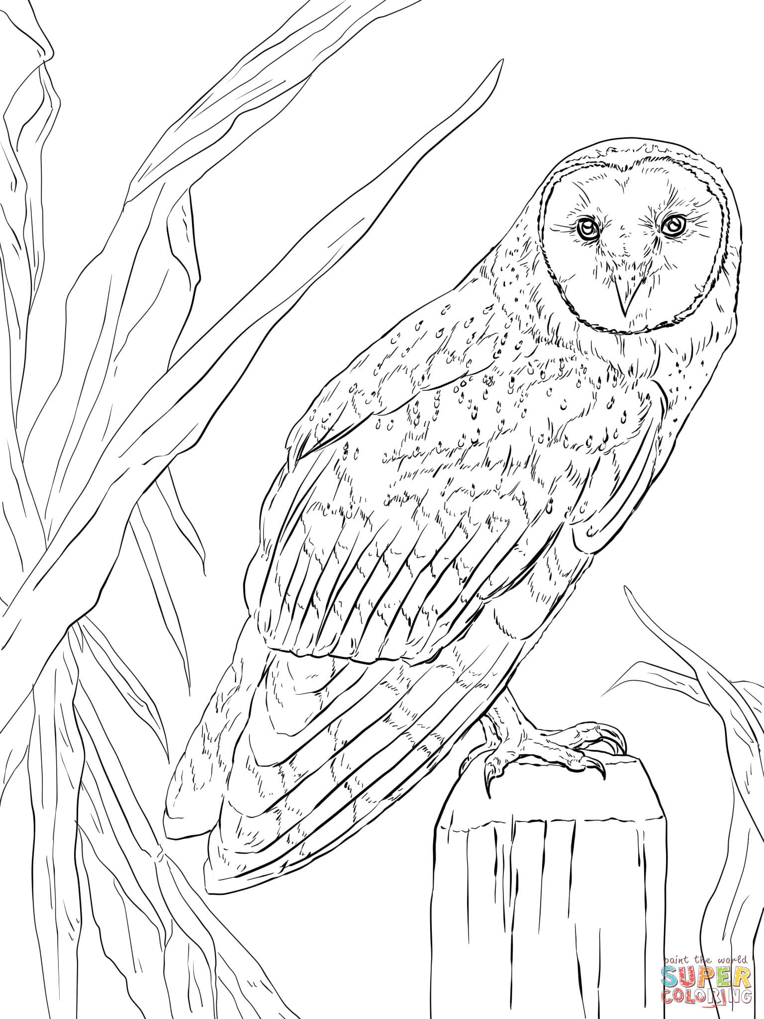 Nocturnal animals coloring pages | Free Printable Pictures