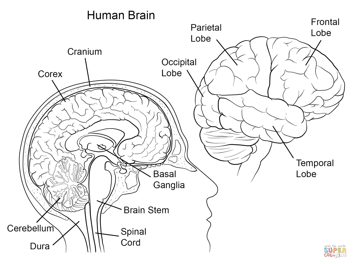 Anatomy Coloring Pages Middle School - Coloring Pages For All Ages