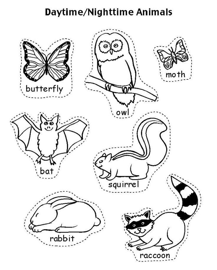 Pin by Kristen's Kindergarten on Nocturnal Animals