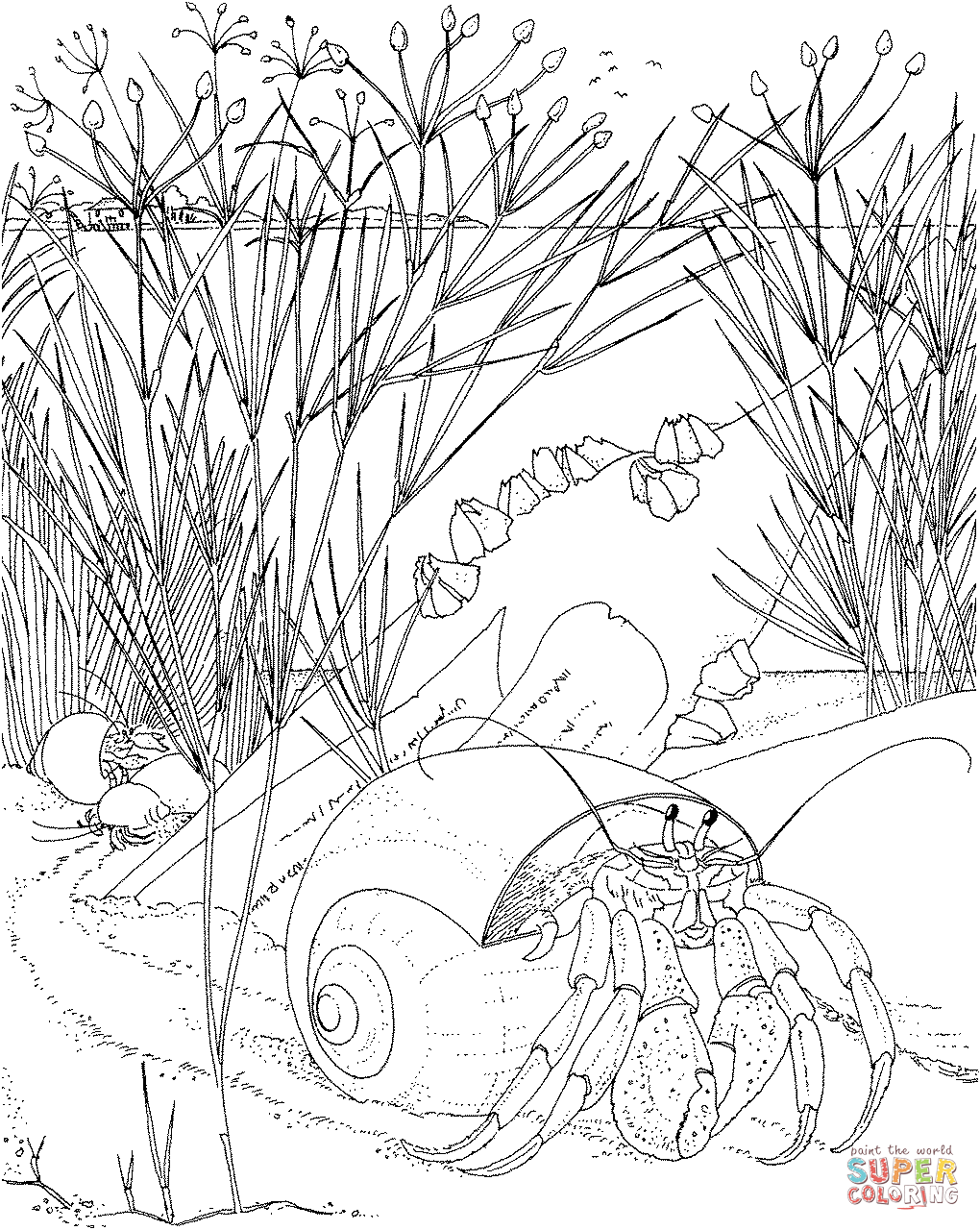 Nocturnal animals coloring pages | Free Printable Pictures