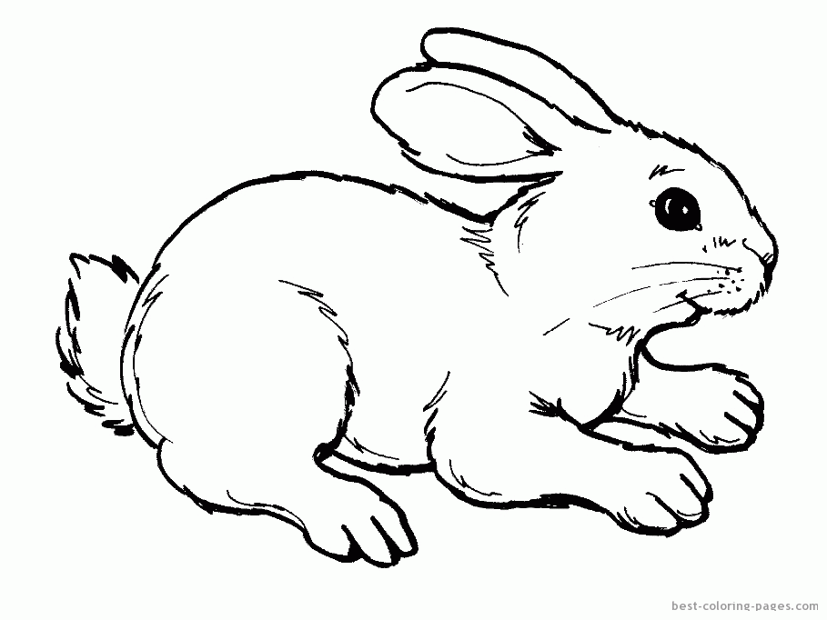 Rabbits pictures to print and color | Best Coloring Pages - Free 