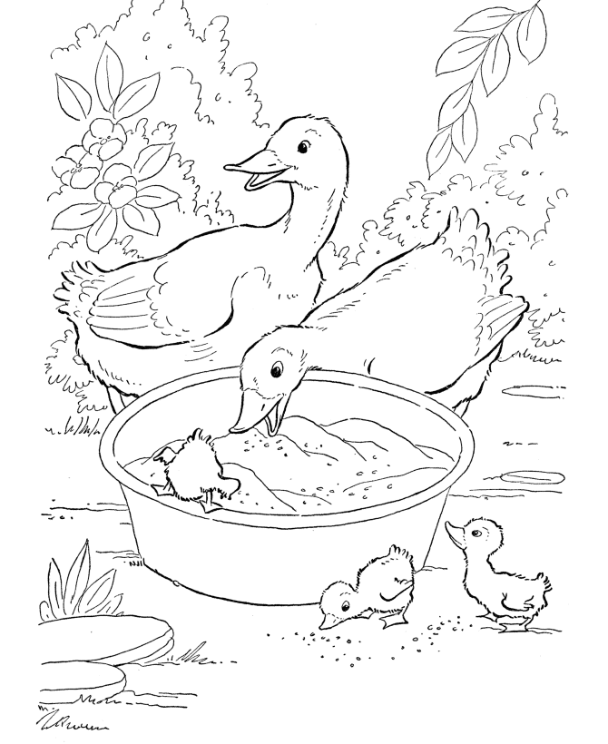 Farm Animal Ducks eating grain Coloring Pages | Printable Duck 