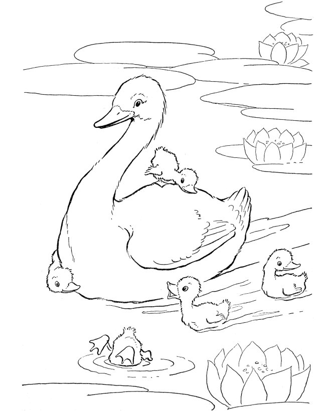 Farm Animal Coloring Pages | Printable Ducks in the pond Coloring 