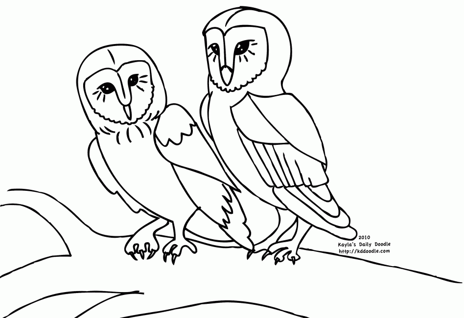 Barn Owls