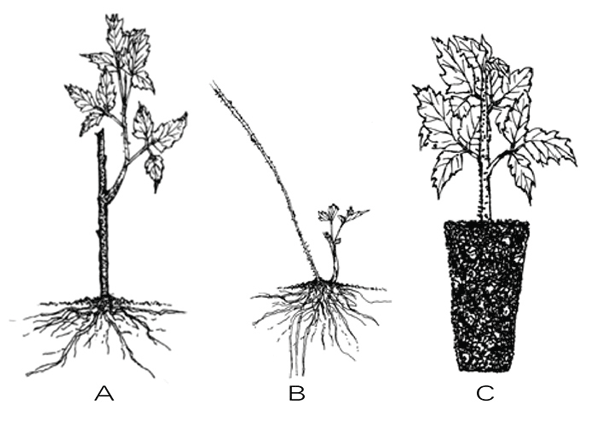 Thumbnail image for Site Preparation, Planting, and Establishment