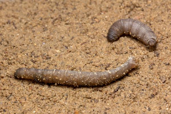 2 Crane fly larvae on soil.