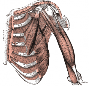 intercostal muscles