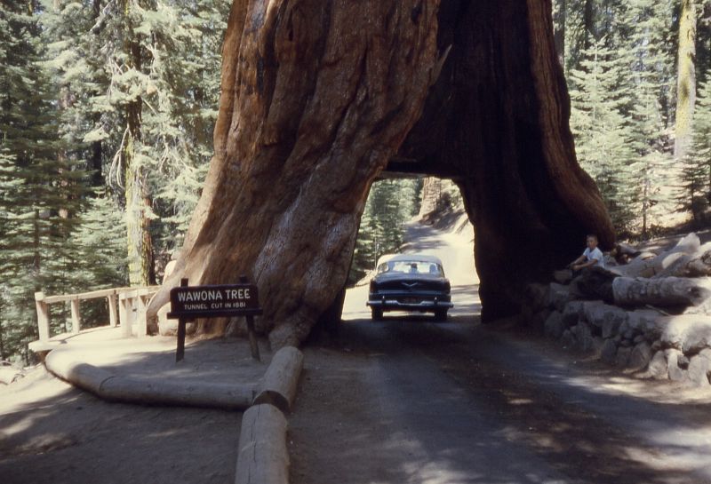 Wawona Tunnel Tree: едем прямо через дерево, при этом совершенно трезвы