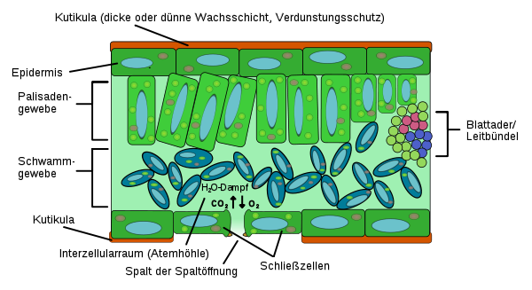 Der innere Aufbau eines typischen Laubblattes