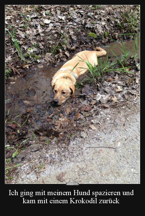 Hunde, Krokodil