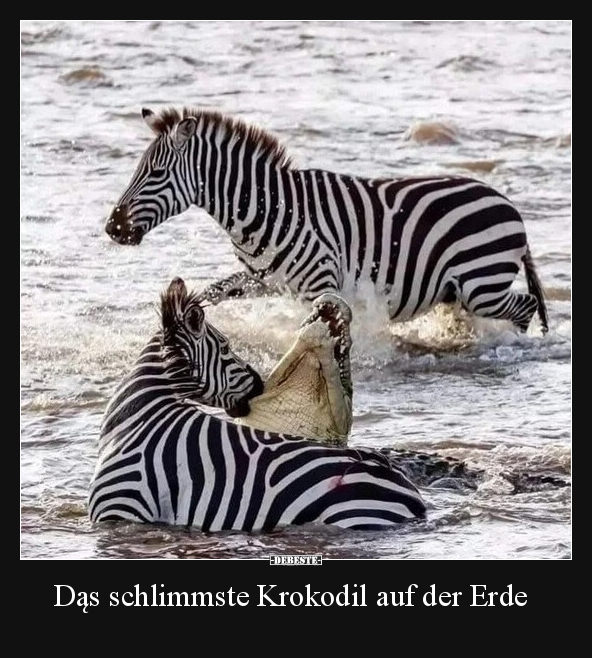 Aufstehen, Doch, Krokodil