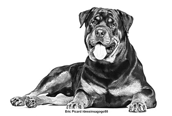 Rottweiler