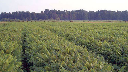 John S. Ayton Tree Nursery