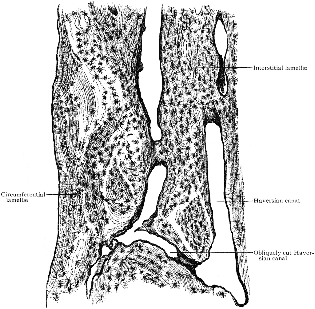 Longitudinal Section Of Compact Bone ClipArt ETC