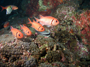 Blackbar soldierfish (Myripristis jacobus)