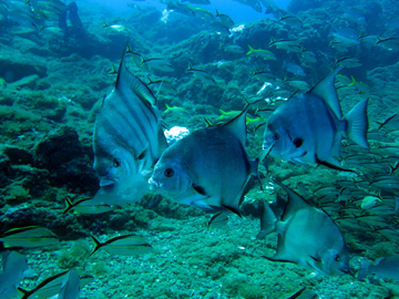 Atlantic spadefish (Chaetodipterus faber)