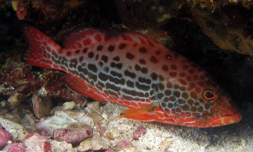 juvenile yellowfin grouper