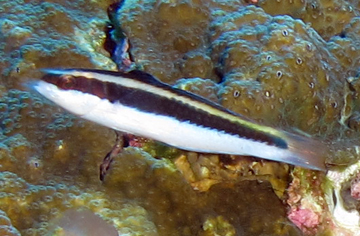 Initial phase Bluehead Wrasse (Thalassoma bifasciatum)