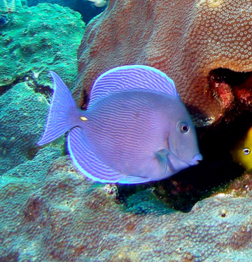 blue tang (Acanthurus coeruleus)