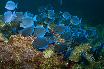 School of Blue Tang