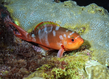 Creolefish at night (Paranthias furcifer)