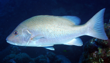 gray snapper