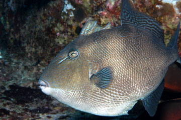 Gray Triggerfish (Balistes capriscus)