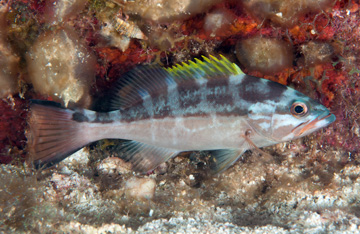 Yellowmouth Grouper intermediate phase (Mycteroperca interstitialis)