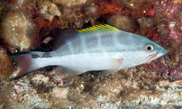 Yellowmouth Grouper intermediate phase (Mycteroperca interstitialis)