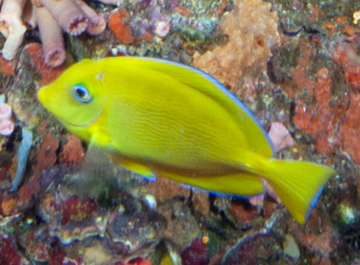 Juvenile Blue Tang (Acanthurus coeruleus)