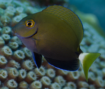 Juvenile Ocean Surgeonfish (Acanthurus bahianus)