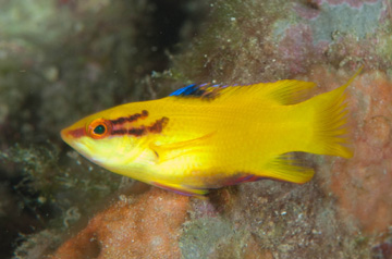 juvenile spotfin hogfish