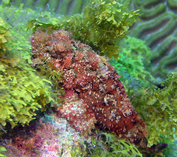 Juvenile Spotted Scorpionfish IScorpaena plumieri)