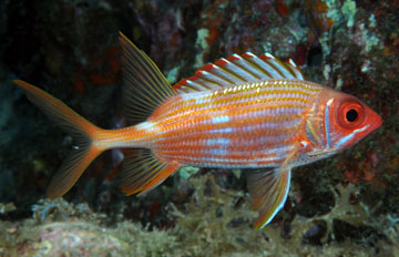 longspine squirrelfish