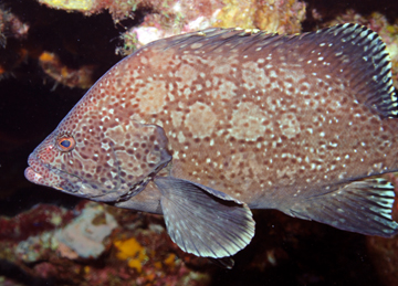 marbled grouper