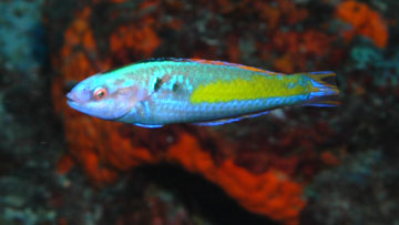 mardi gras wrasse male