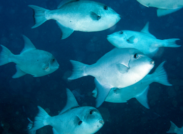 Ocean Triggerfish (Canthidermis sufflamen)