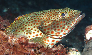 rockhind (Epinephelus adscensionis)