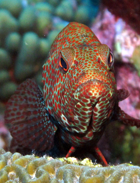 Rock Hind (Epinephelus adscensionis)